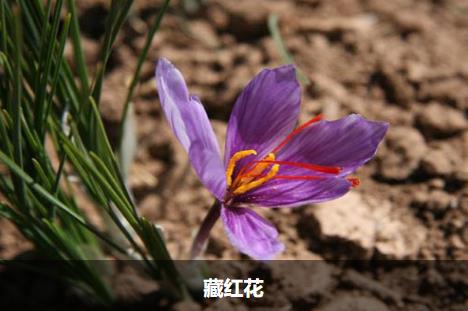 藏红花